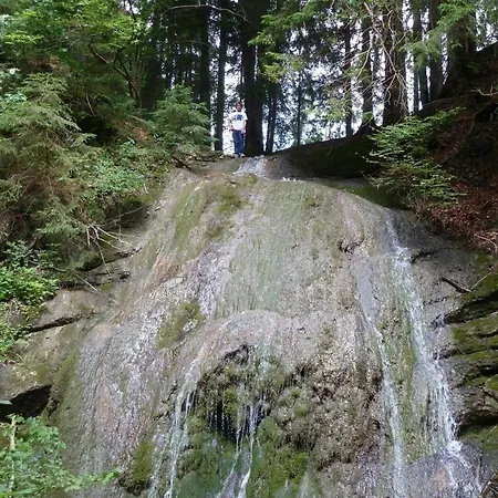 Vogel Wertach